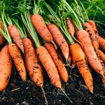 10 ammattilaisvinkkiä makeimpien porkkanoiden kasvattamiseen siemenistä