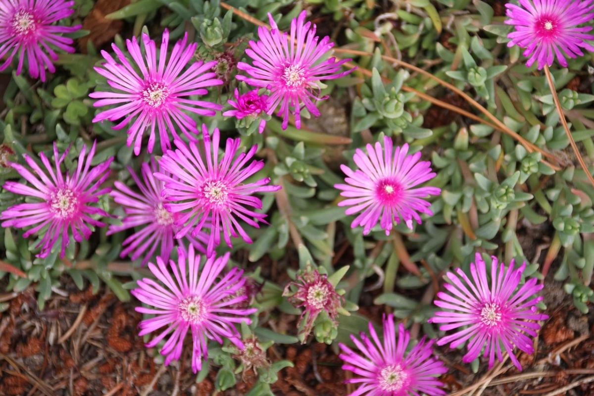 Mitä kukkia istuttaa hautaan / valokuva pexels.com