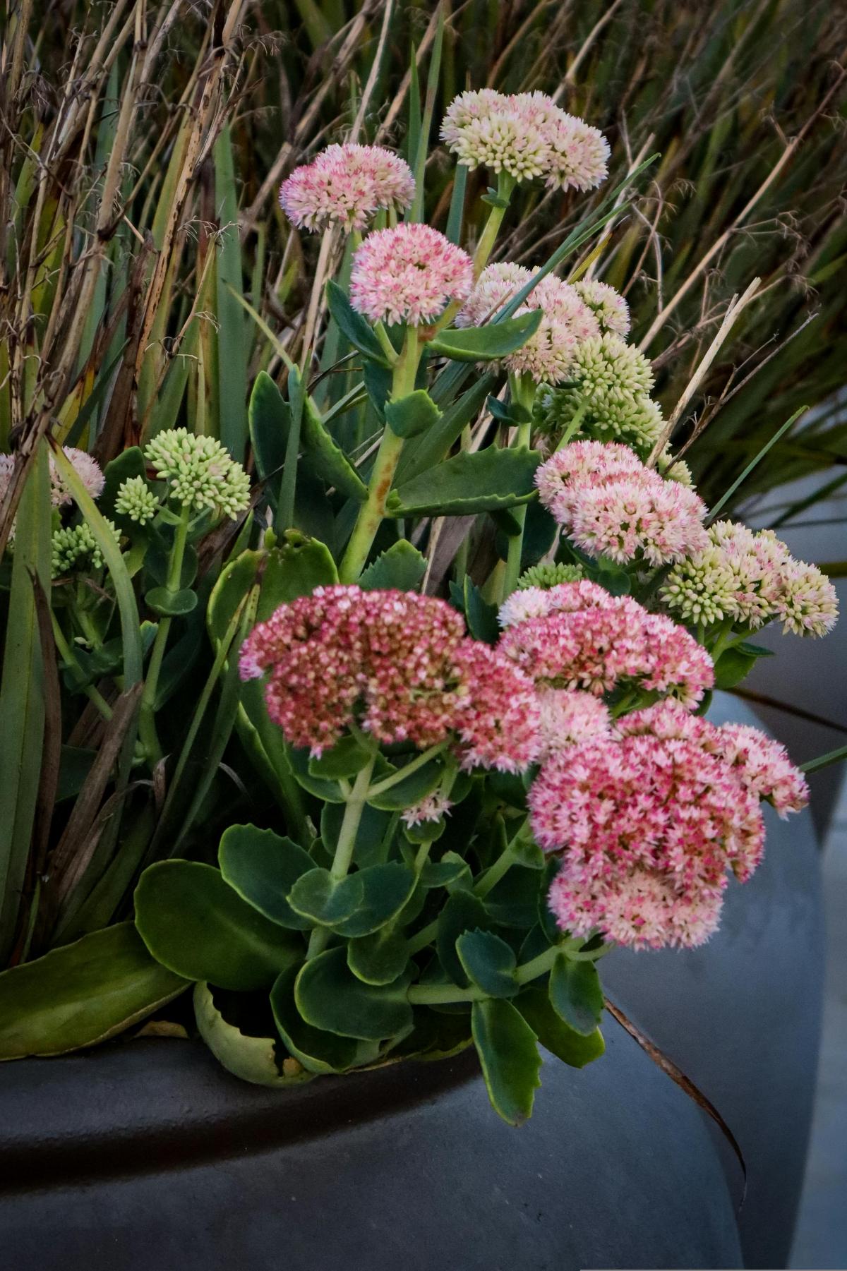 Mitä kukkia istuttaa hautausmaalle, jotta ne kukkivat koko kesän / kuva pexels.com