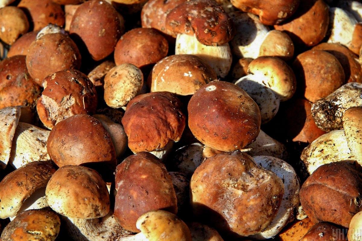 Etsi kivi sienten joukosta ajoissa / Moje kollaasi