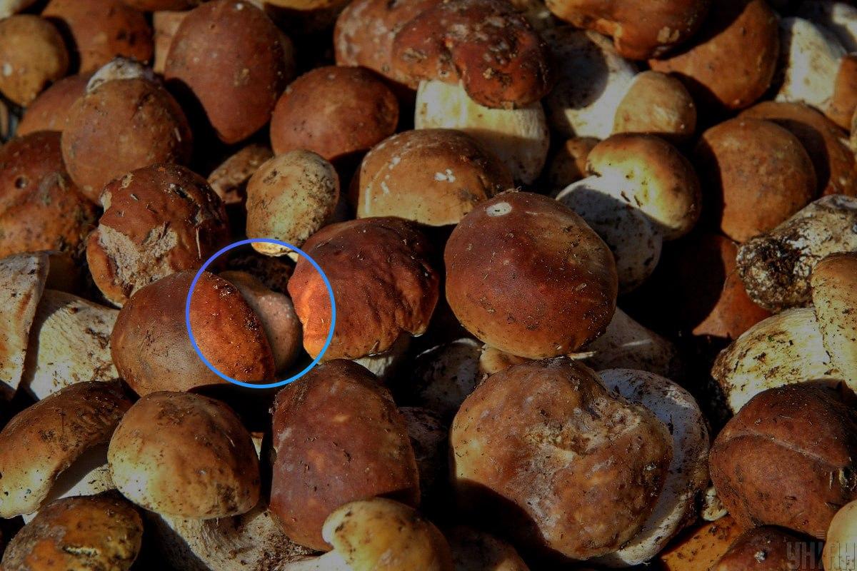 Kivi oli melkein optisen illuusion / Moje-kollaasin keskellä