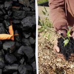 4 yllättävää tapaa käyttää puuhiiltä puutarhassa