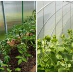 Ennätyssato yllättää jopa naapurit: kuinka nopeasti kostuttaa maaperä kasvihuoneessa