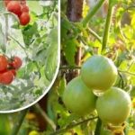 Kaksisataa grammaa ja ne ovat kypsiä: puutarhuri jakoi vanhanaikaisen menetelmänsä