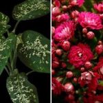 Kolme sisäkasvia, jotka houkuttelevat tuholaisia ​​taloon