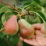 Kuinka leikata päärynä oikein valtavan sadon saamiseksi: puutarhureiden neuvoja