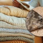 Kuinka päästä eroon koista kaapissa: vain yksi kasvi auttaa sinunohtamaan