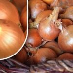 Kuinka säilyttää sipulit, jotta ne eivät itä ennen kesää: puutarhuri