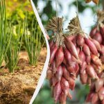 Määräajat ovat loppumassa: milloin kylvää nigella-sipulia ja miten siemenet valmistetaan