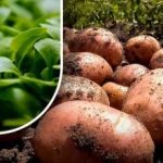 Maasta tulee kuin nukka: puutarhuri kertoi, mitä kylvetään perunankorjuun jälkeen