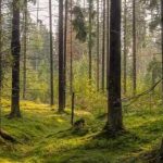 Mikä eläin on piilotettu kuvassa: vain harvat arvaavat 7 sekunnissa