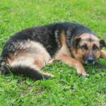miksi-koira-raapia-selkansa-nurmikolla-tai-asfaltilla-elaintieteilijan-selitys-oudosta.jpg
