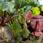 Milloin punajuuret korjataan vuonna 2025: kaksi kypsän vihanneksen merkkiä on