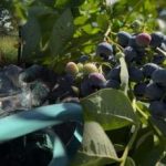 Mustikat kestävät mitä tahansa pakkasia: puutarhuri paljasti syksyn tärkeimmät hoidon