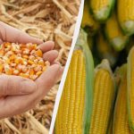 Paras aika kylvää maissia vuonna 2025: älä missaa sitä