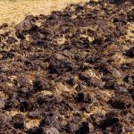 Sato on kaksi kertaa suurempi: millaista lantaa kokeneet puutarhurit levittävät