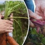 Suotuisat päivät: milloin kaivaa porkkanaa ja punajuurta kuukalenterin 2025 mukaan