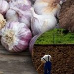 Talvivalkosipuli ei pidä tästä: puutarhuri on löytänyt ihanteellisen puutarhapenkin salaisuuden