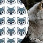 Vain harvat voivat löytää suden: mielenkiintoinen tarkkaavaisuuden palapeli