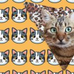 Vain ihmiset, joilla on suurenmoinen älykkyysosamäärä, näkevät oudon kissan 11