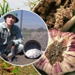 Valkosipuli kasvaa harppauksin: kuinka valmistaa sänkyjä syksyllä