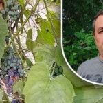 Yksinkertainen temppu hyvään satoon: puutarhuri on paljastanut rypäleiden päävihollisen