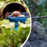 Yksinkertainen toimenpide elokuussa: puutarhuri kertoi, kuinka punajuurista tehdään makeita ja